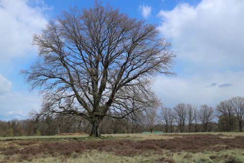 tree landscape heide