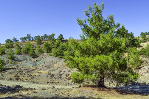 tree forest landscape