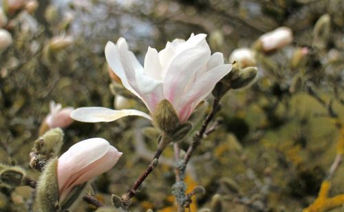 tree blossom bloom