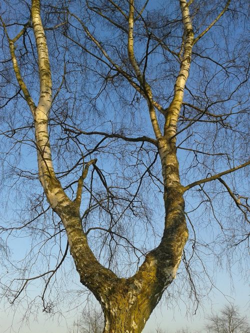 tree aesthetic bark