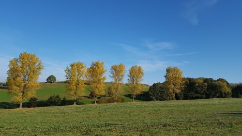tree landscape autumn
