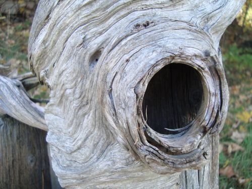 tree hole knot
