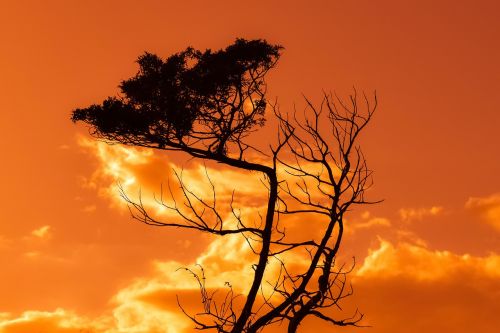 tree branch sunset