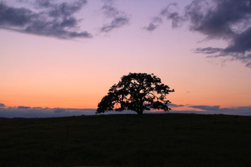 tree oak sunset