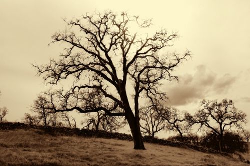 tree oak oak tree