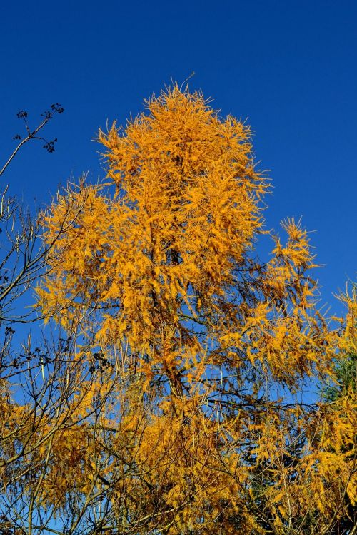 tree yellow leaves poland