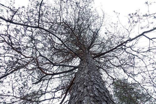 tree landscape nature