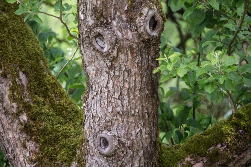 tree log bark