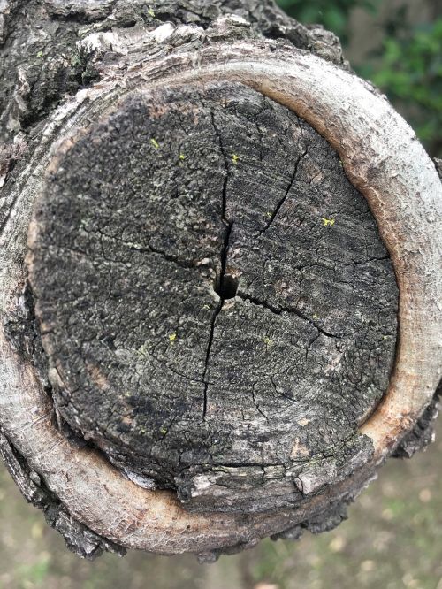 tree bark trunk