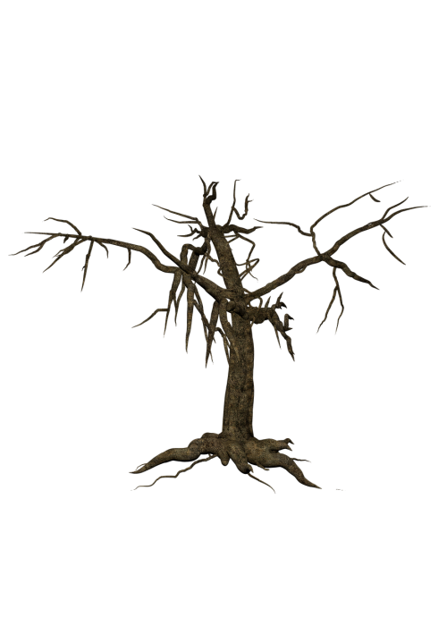 tree isolated leafless