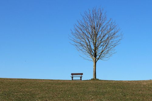 tree bench seat