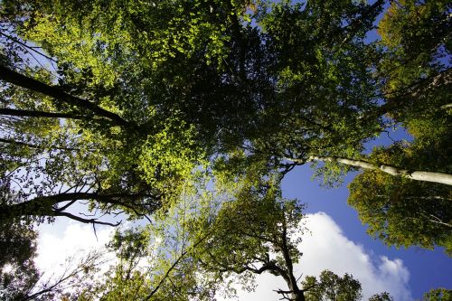 tree sky perspective