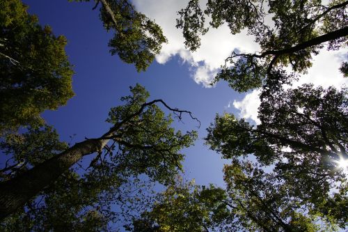 tree sky clouds