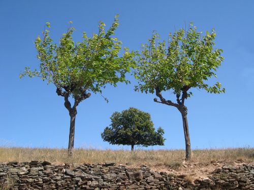 tree symmetry ardèche