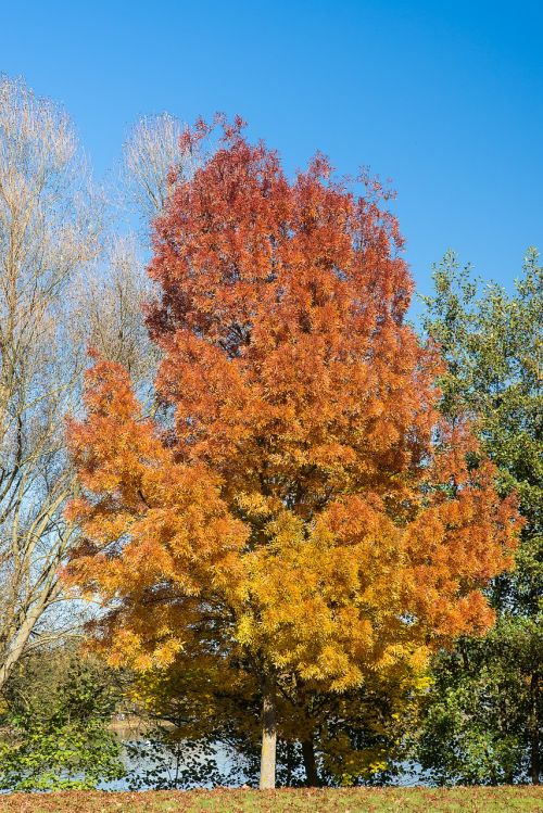 tree leaves autumn