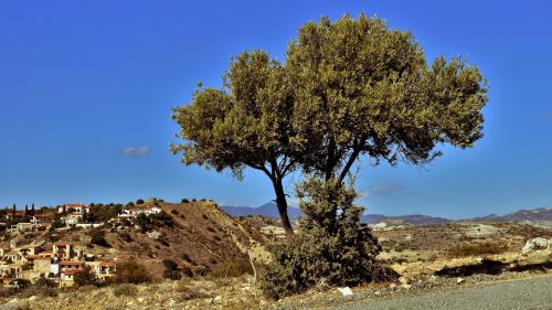 tree landscape countryside