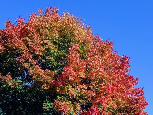 tree autumn golden autumn