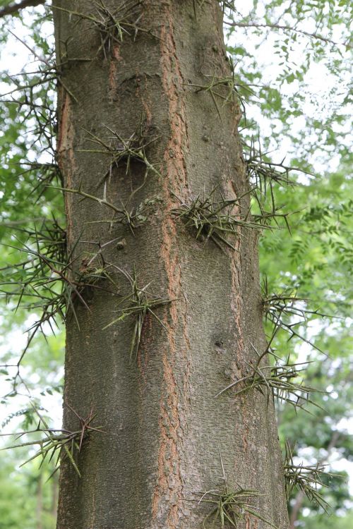 tree trunk bark