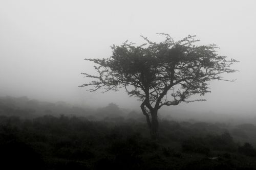 tree b w landscape