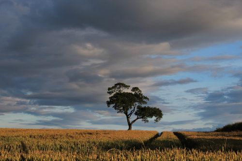 tree field sunset