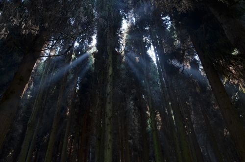 tree forest plant