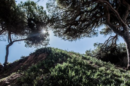 tree landscape green