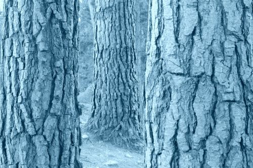 tree trunks black and white