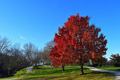 tree foliage red