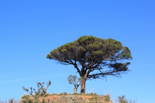 tree landscape mallorca