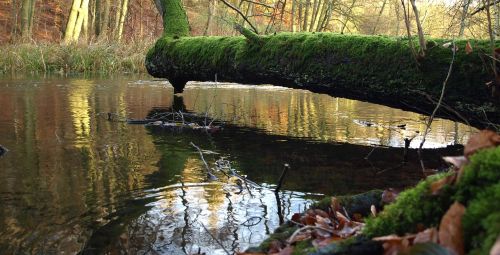 tree moss nature