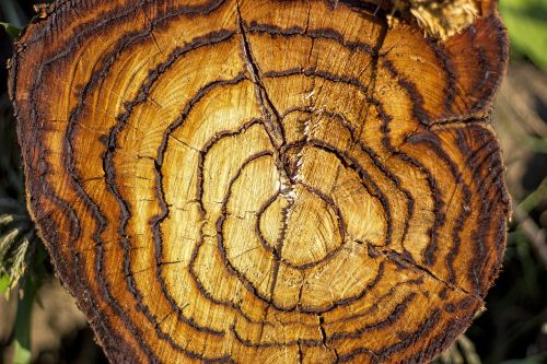 tree flying nature