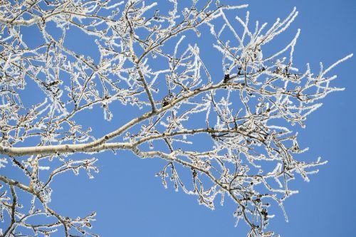 tree branches frost