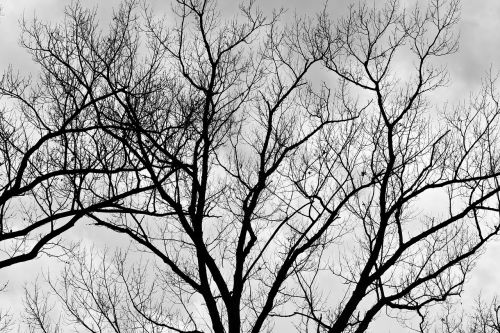 tree black and white nature