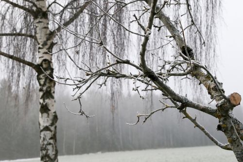 tree nature winter