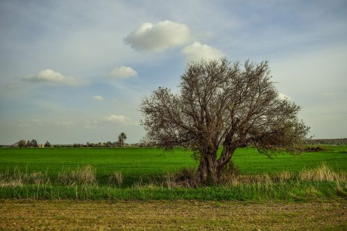 tree landscape nature