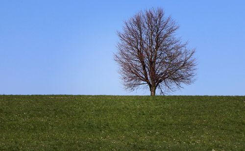 tree meadow field