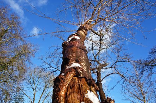 tree tree trunk bark