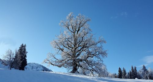 tree snow winter