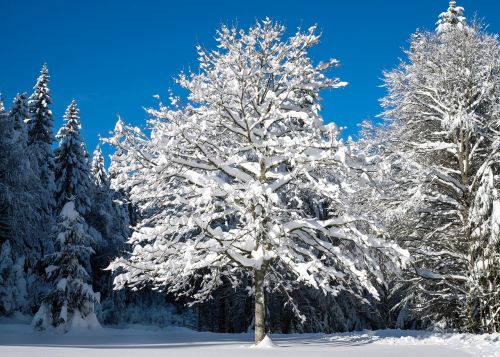 tree winter snow landscape