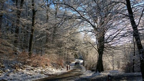 tree winter snow