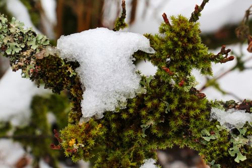 tree winter nature