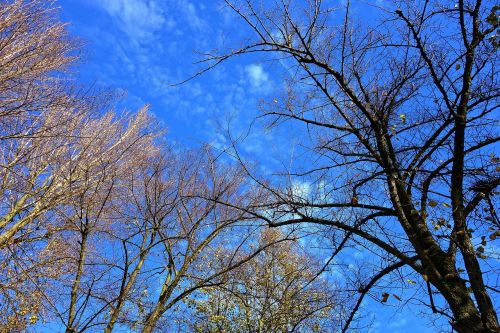 tree tree top branch