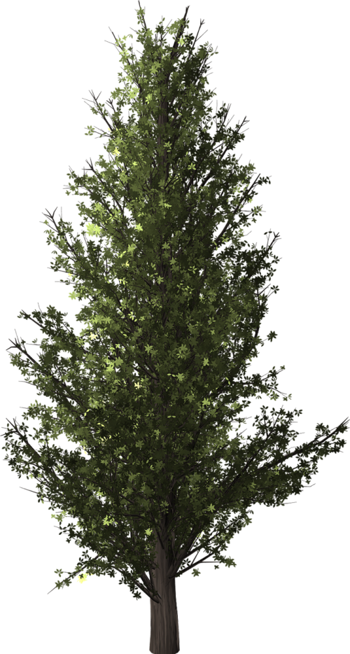 tree poplar transparent