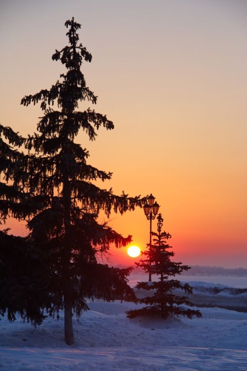 tree winter sunset