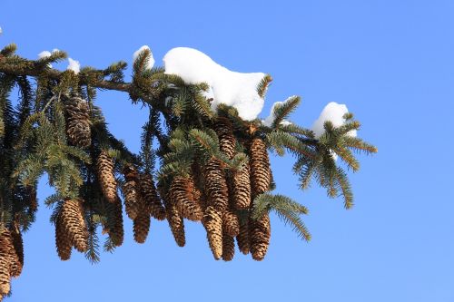 tree nature sky