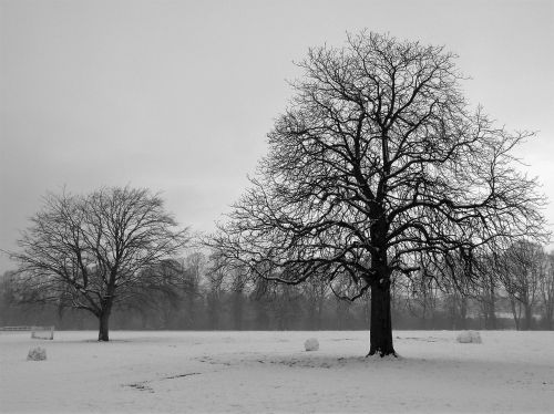 tree landscape wood