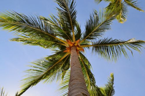 tree tropical beach