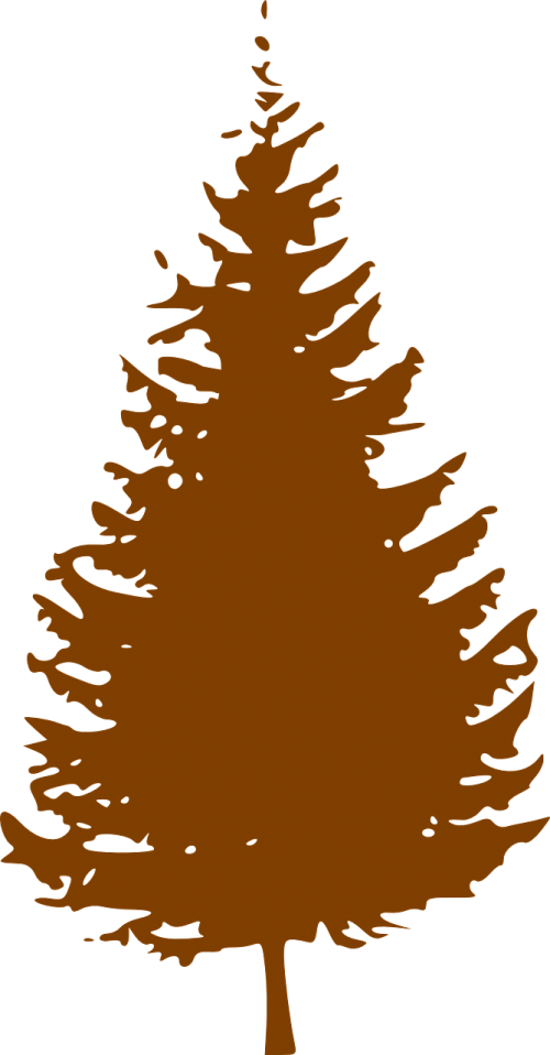 tree conifer brown