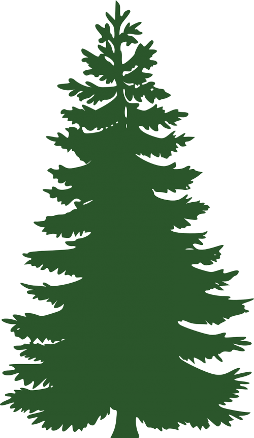 tree conifer pine