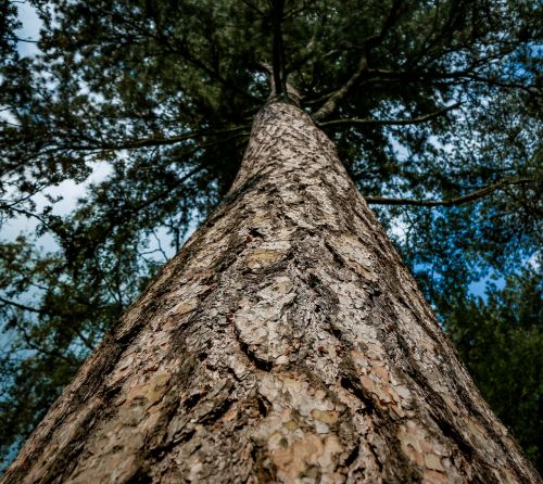 tree wood nature